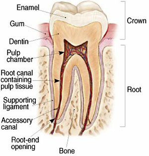 Root Canal Therapy - Santa Maria